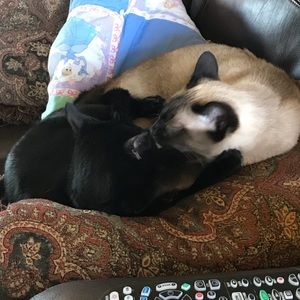 Meet your Posher, Grace